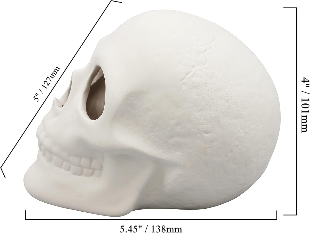 Ready to Paint Ceramic Bisque, 5 Inch Long x 4 Inch Tall Skull, Includes How to Paint Your Own Pottery Booklet